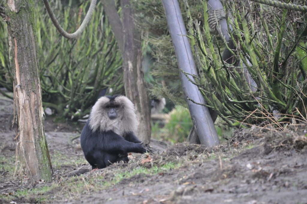 zooparc overloon