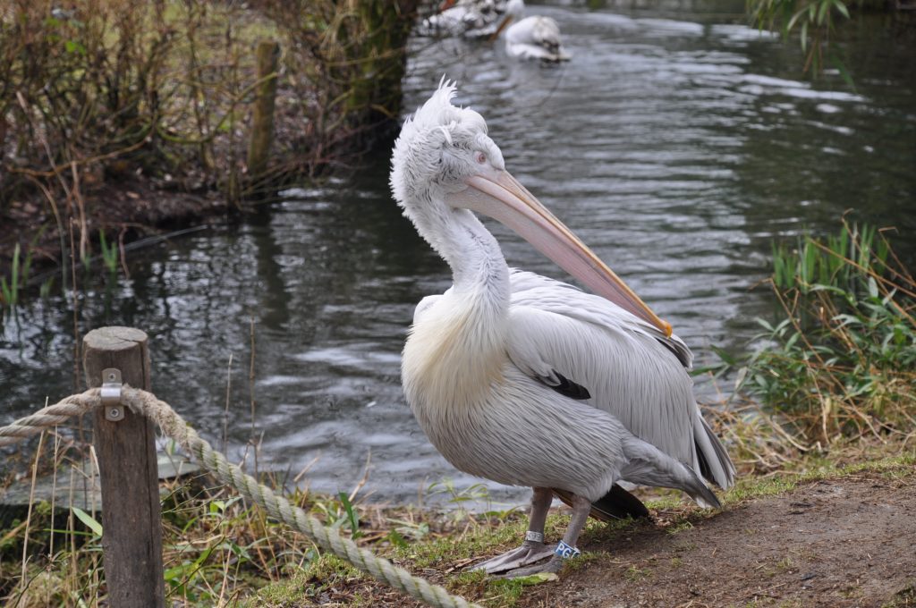 zooparc overloon