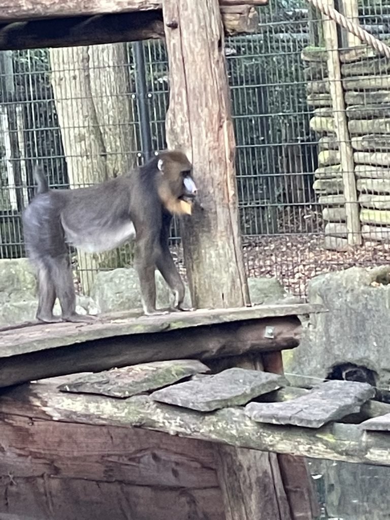 primaten ouwehands dierenpark