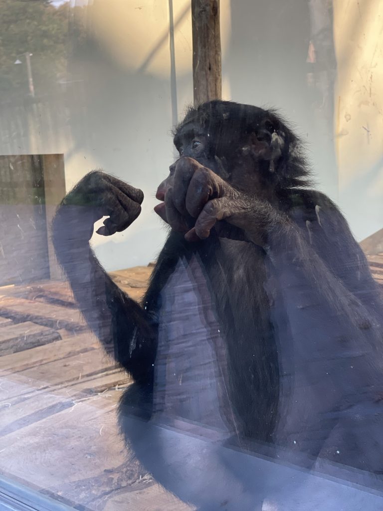 primaten ouwehands dierenpark