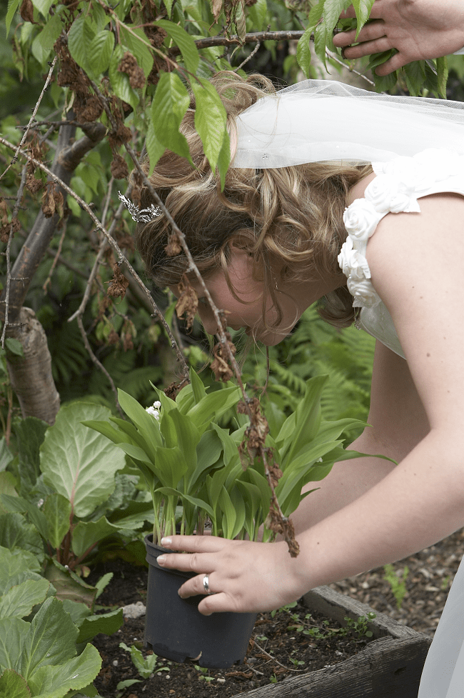 bruiloft lelietjes van dalen planten