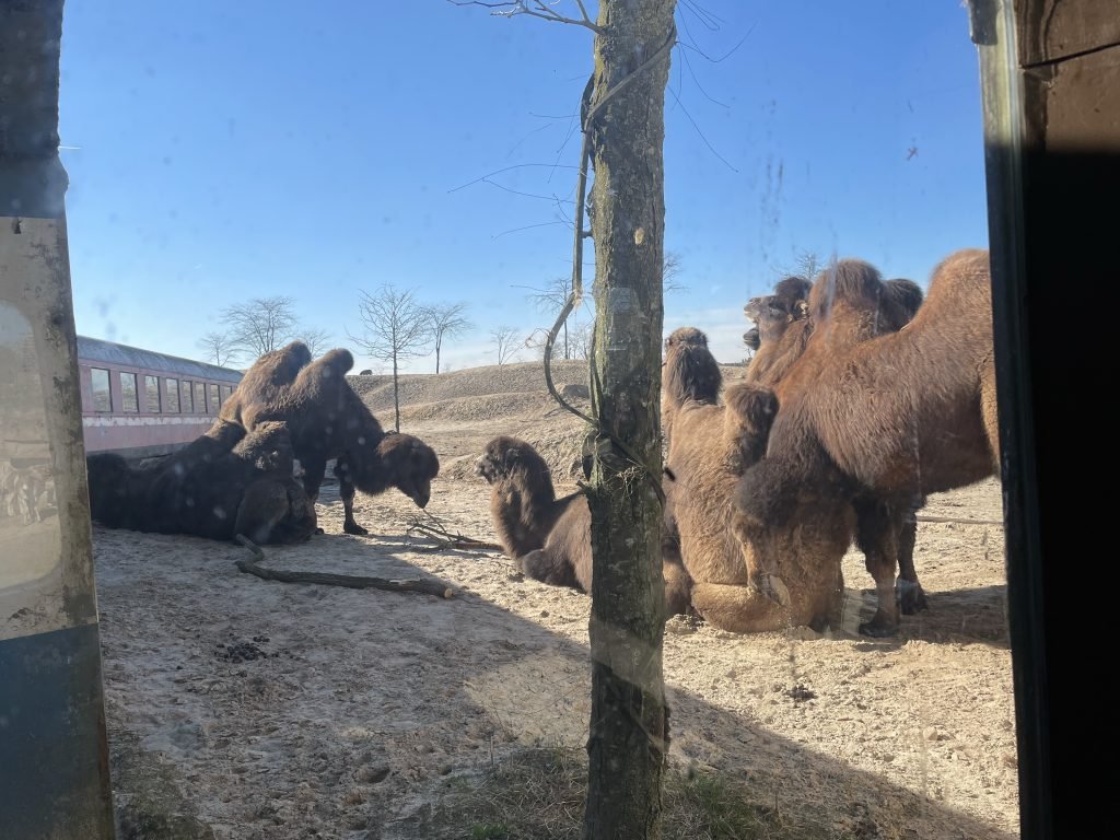 kamelen wildlands