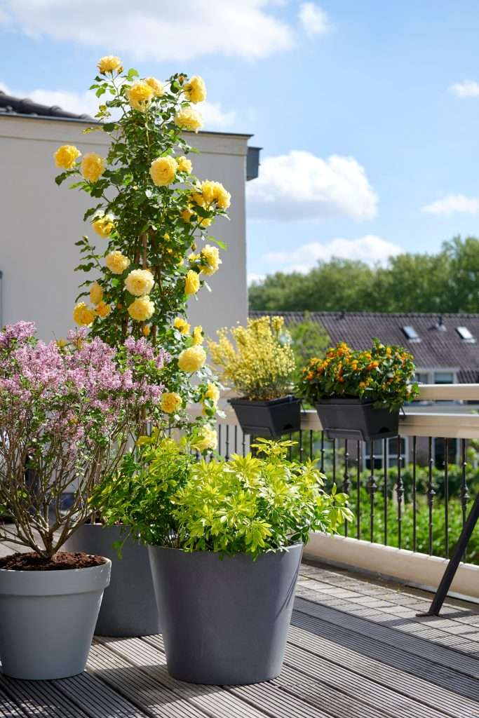 balkontuin roos planten