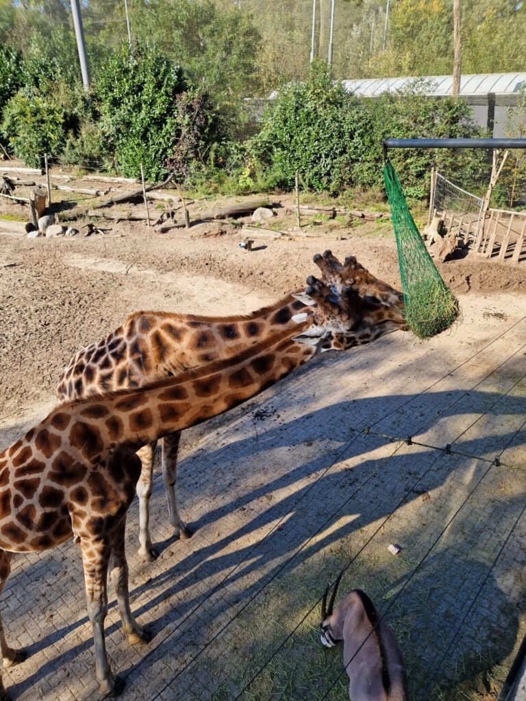 DinoAdventures met giraffen