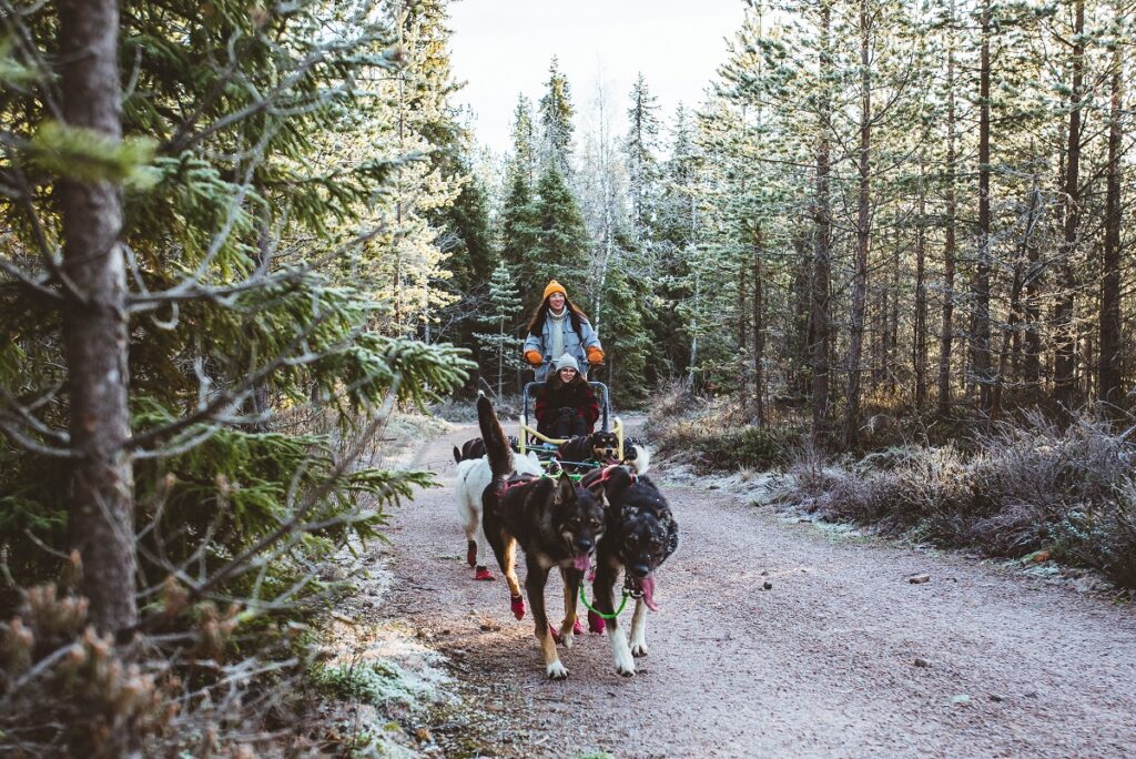 bearhill huskytour rovaniemi