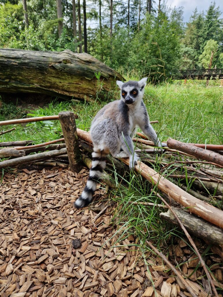 Maki Dierenpark Amersfoort