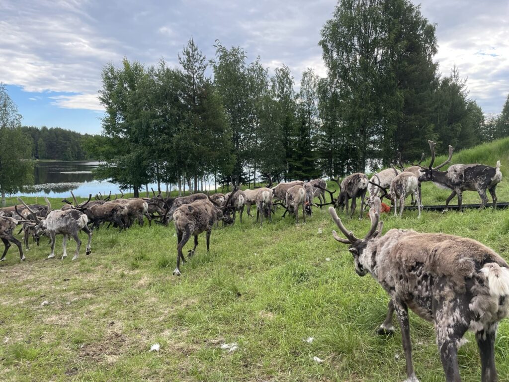 reindeer farm
