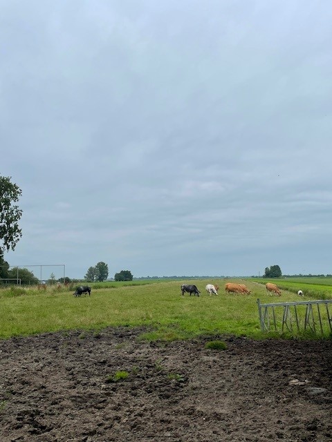 wandelen koeien